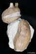 Rare Asaphus Holmi Trilobite Association #2794-3
